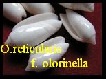 OLIVA (STREPHONA) RETICULARIS, LAMARCK 1810  f.OLORINELLA, DUCLOS 1835 